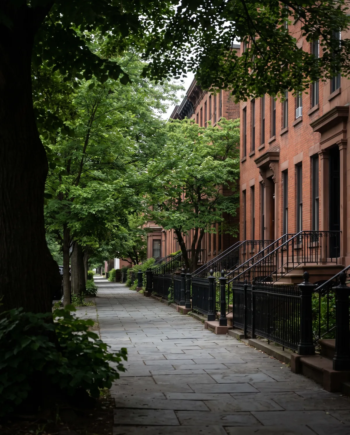 A tree-lined street of brownstone row houses in Albany